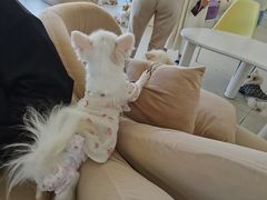 -怪兽屋·羊驼·猫咖·狗咖(俊华广场店)