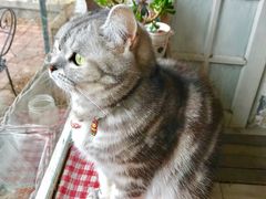-海边的猫和咖啡馆