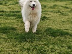 -趣玩宠物乐园寄养训犬训狗游泳池