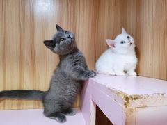 -70cat德文卷毛猫·缅因猫纯种猫舍