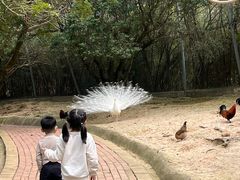 -泉州海丝野生动物世界