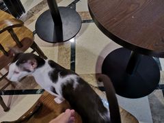 -猫色咖啡·猫咖