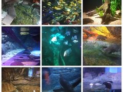 景点-暹罗海洋世界