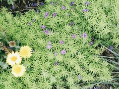 -三圣花乡旅游区