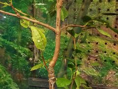-上海大自然野生昆虫馆(东方明珠·爬宠昆虫探索中心)