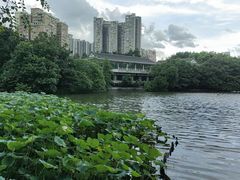 -荔湾湖公园