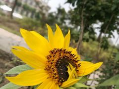 -歌斐颂巧克力小镇