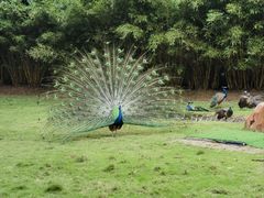 -深圳野生动物园