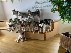 -Husky Go! 哈士奇体验馆·宠物咖啡厅狗咖