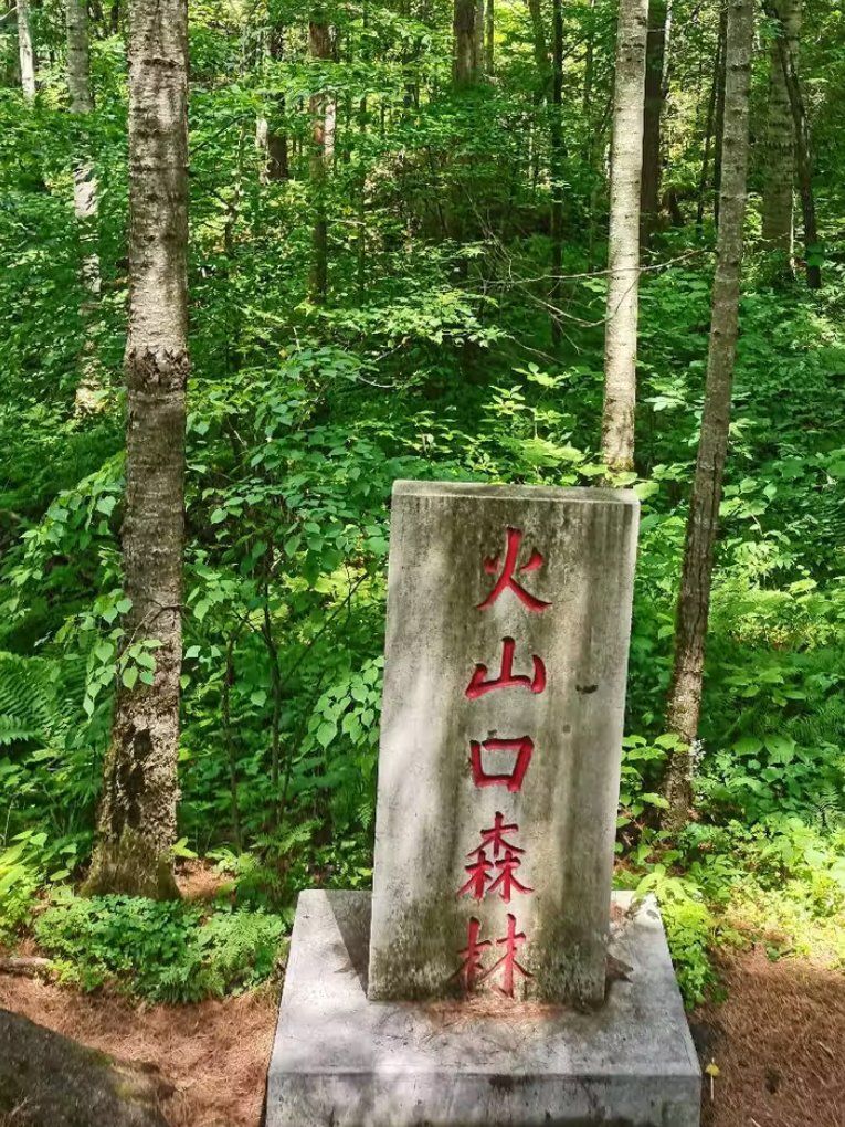 探索火山口地下森林的神秘魅力