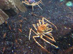 -迪拜水族馆及水下动物园