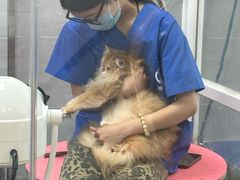 -宠福鑫康馨动物医院·骨科·眼科