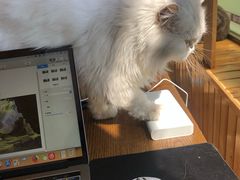 -猫的茶·猫咖