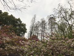 -武汉大学-樱园