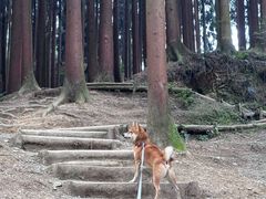 -帕帕拉兹宠物(亚洲旗舰店)