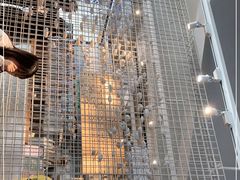 -喜茶(佛山顺德大良东乐路店)