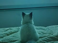 -关爱动物医院·心脏·中兽医·异宠(金牛路分院)