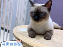 -藏猫猫咖啡主题馆(中央大道店)