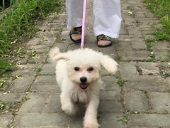 -翊宠yipet猫狗购宠庄园犬舍•猫舍