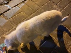 -纳吉亚猫专科动物诊疗中心(蒋宅口分院)