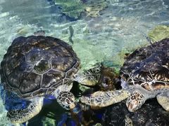 -福州罗源湾海洋世界旅游区