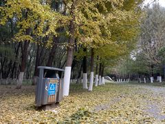 -长白岛森林公园