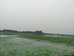 -白洋淀景区