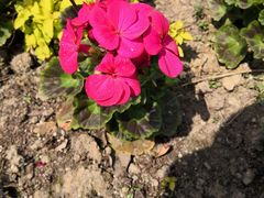 -合肥滨湖国家森林公园