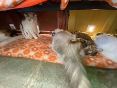 -猫咪博物馆(顶澳仔猫街店)