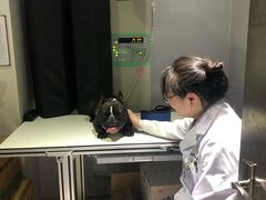-宠爱国际动物医院·消化内科·心肾内科·ISFM猫友好(望京店)