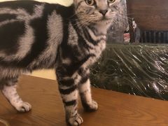 -猫色咖啡·猫咖