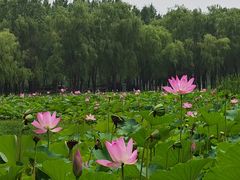 -东郊湿地公园