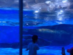 -上海海昌海洋公园-冰山北极馆