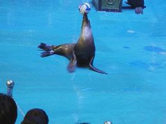 -烟台海昌鲸鲨海洋公园