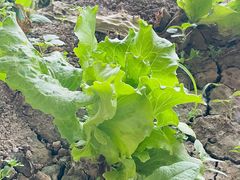 -甜心庄园·甜心草莓采摘园(西青中北店)