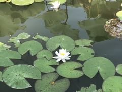 -白洋淀景区