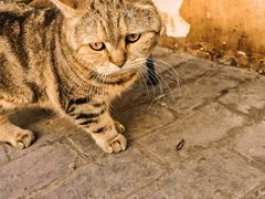 -喵屿·大理花园猫咖