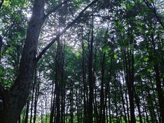 -上海共青森林公园