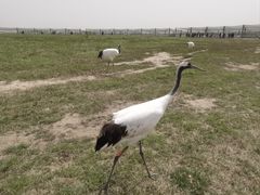-盐城丹顶鹤湿地生态旅游区