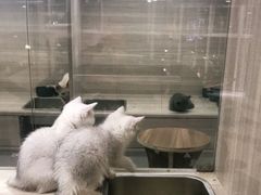 -飞行喵MR PILOT|猫舍·猫咖(静安大融城店)