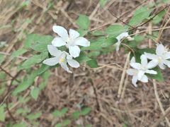 -北京西山国家森林公园