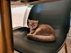 -飞行喵MR PILOT|猫舍·猫咖(静安大融城店)