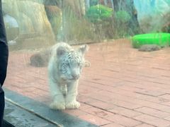 -上海野生动物园老虎餐厅