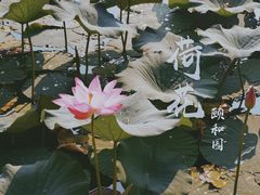 -颐和园