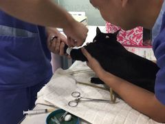-伟伟宠物医院·CT影像中心·瑞派犬猫综合性门诊(汉口总院)