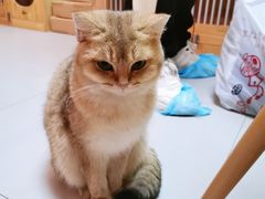 -柚子猫舍·精品猫舍购猫·猫咪认养·购宠·宠物店