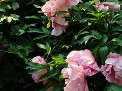 -洛阳市隋唐城遗址植物园