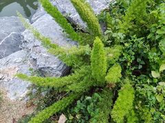 -东莞植物园