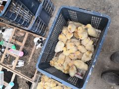 -中环花鸟鱼虫市场