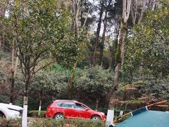 -铁山坪森林公园